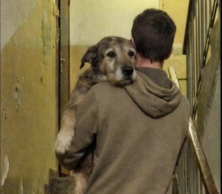 Un ragazzo in Colombia sale ogni giorno quattro piani senza ascensore portando in braccio la sua cagnolina anziana che non riesce più a salire le scale.