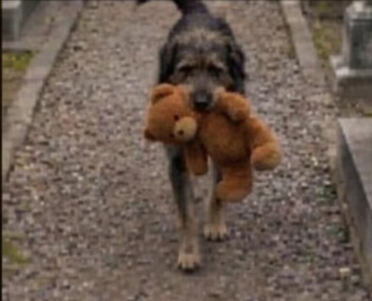 Un cane randagio entra in un cimitero con un peluche rubato da un chiosco. Il custode lo segue e scopre che lo depone sulla tomba di un bambino.