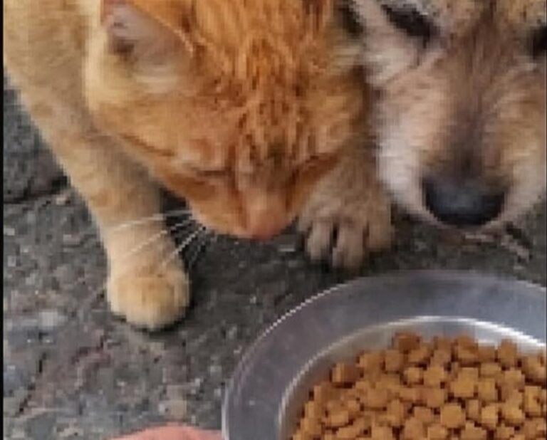 Una donna filma un gattino arancione che aiuta un cane anziano cieco a trovare il cibo sul marciapiede, guidandolo con il corpo e restando sempre accanto a lui.