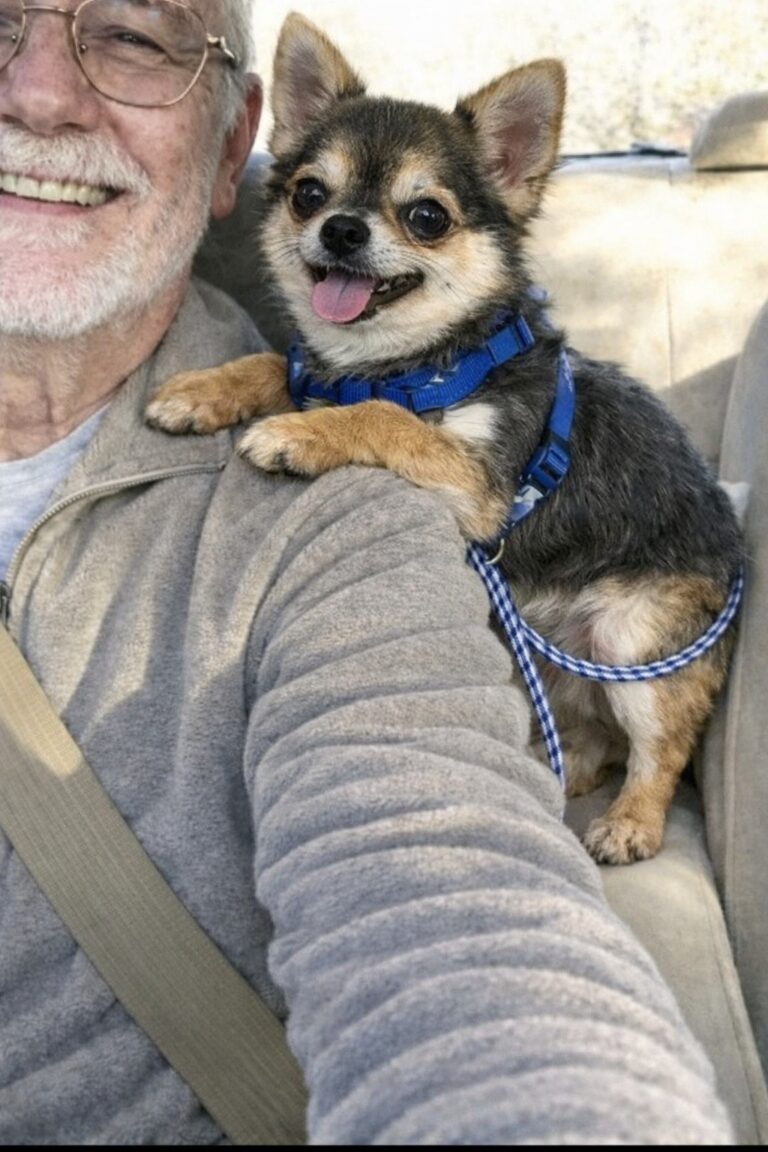 Una Chihuahua adottata oggi lascia il canile e durante il viaggio resta accoccolata al suo nuovo umano, mostrando subito fiducia e serenità.