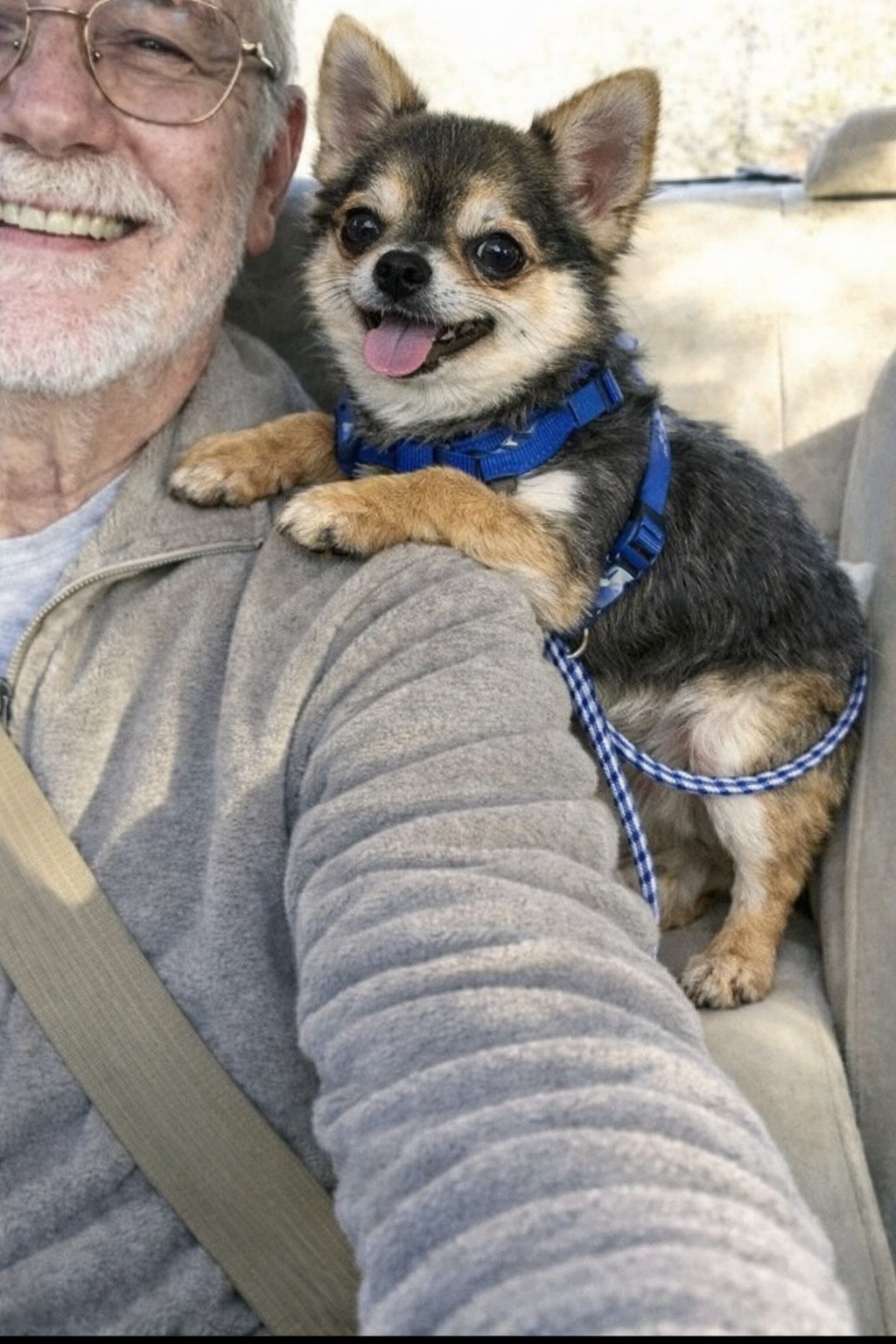 Una Chihuahua adottata oggi lascia il canile e durante il viaggio resta accoccolata al suo nuovo umano, mostrando subito fiducia e serenità.