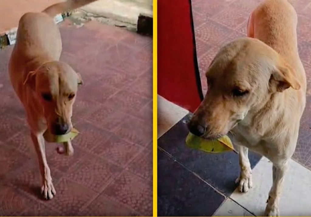 In Colombia il cane Chester entra ogni giorno in un negozio con una foglia, la posa sul bancone e aspetta il cibo, imitando i clienti.