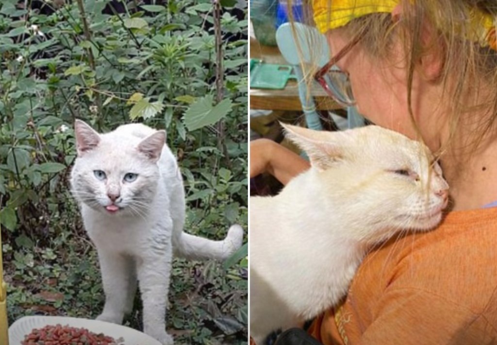 Kiley, in sedia a rotelle, fatica ad adottare un gatto perché gli animali hanno paura. Poi incontra Sinatra, che si avvicina subito e resta con lei.