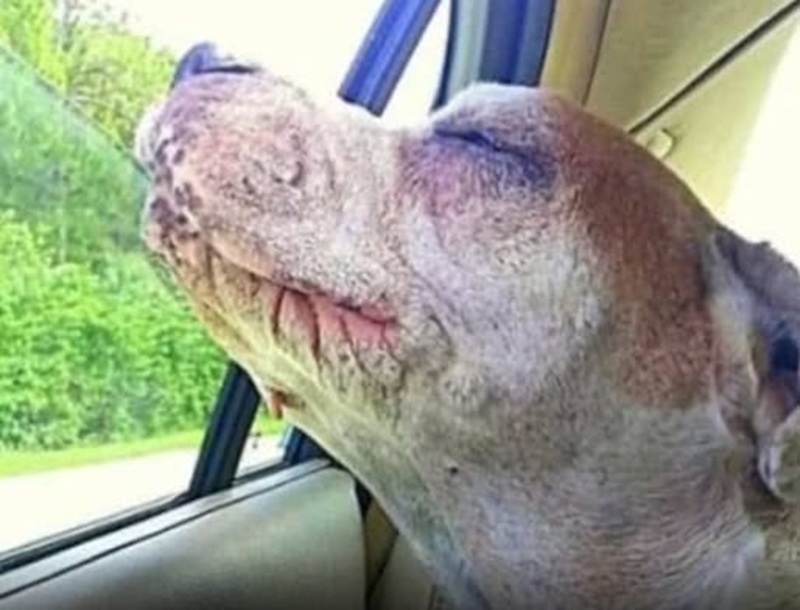 Una cagnolina malata affronta gli ultimi istanti accanto alla sua padrona, tra dolore e amore, trovando serenità durante un ultimo viaggio in auto prima dell’addio.