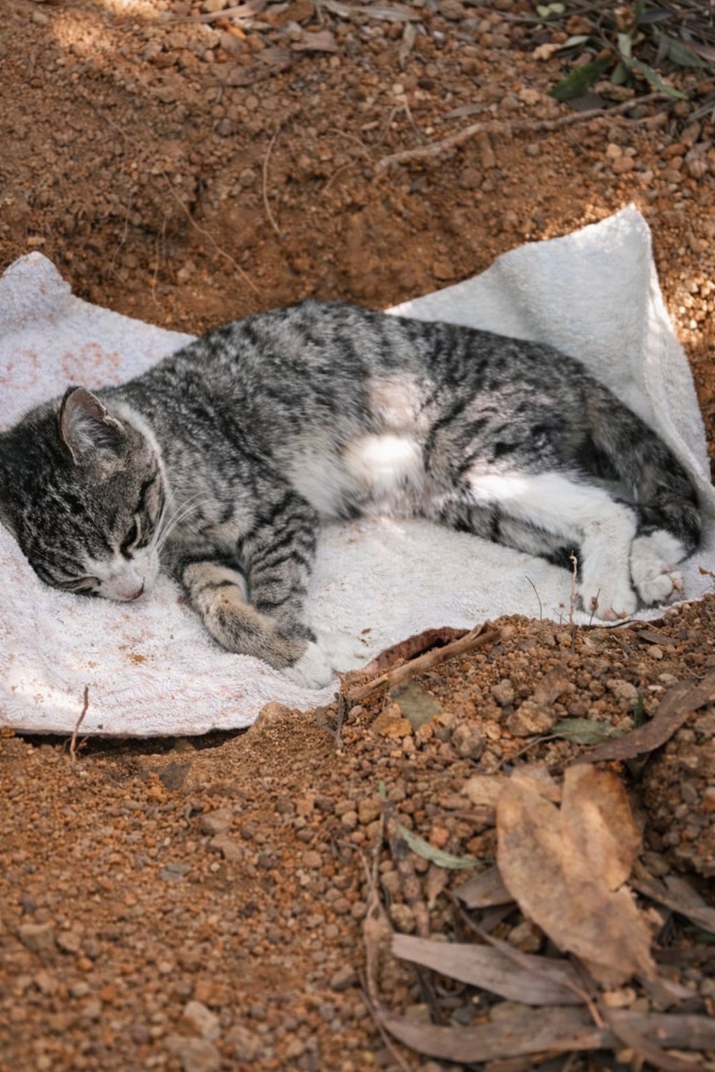 Un gattino randagio si spegne nell’indifferenza generale, ma un gesto finale di rispetto e cura evita che la sua vita venga completamente ignorata.
