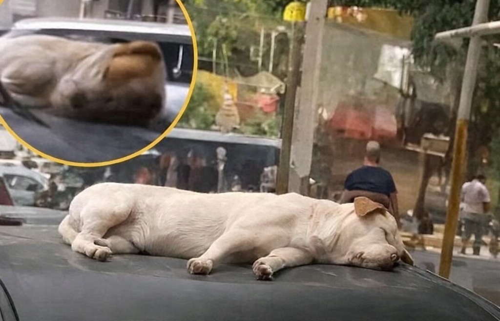 Un cane percorre quasi 24 chilometri per ritrovare il suo proprietario e lo aspetta sul tetto dell’auto: il video emoziona milioni di persone.