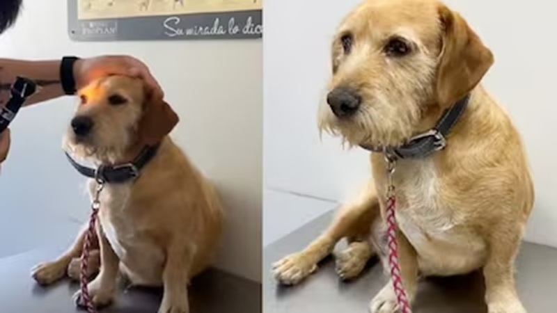 In un rifugio in Cile, il cane Don Luis sembrava cieco, ma il veterinario scopre che vede benissimo: semplicemente sceglie quando rispondere.