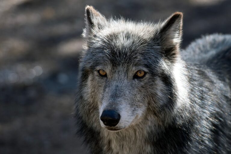 Una toelettatrice lava un grande cane credendolo un husky, ma durante il bagno capisce che si tratta di un lupo grigio puro.