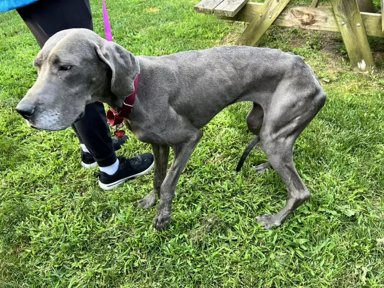 Una famiglia percorre centinaia di chilometri per adottare un’Alano, scoprendo una realtà difficile che si trasforma lentamente in fiducia e nuova vita.