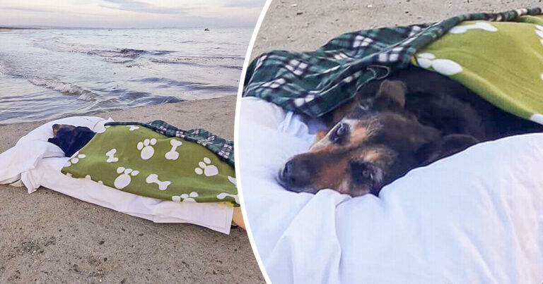 L’ultimo saluto sulla spiaggia: il padrone accompagna la cagnolina Greta nel suo luogo preferito per dirle addio dopo quindici anni di amore Una cagnolina di 15 anni, Greta, trascorre l’ultimo giorno sulla spiaggia amata insieme al suo padrone, che rimane accanto a lei fino all’ultimo respiro. L’ultimo giorno di Greta sulla sua spiaggia preferita Per quindici anni Greta, una dolce cagnolina dal carattere affettuoso, ha condiviso la propria vita con il suo padrone. Passeggiate, giochi e momenti di quiete avevano creato un legame profondo costruito giorno dopo giorno. Quando la malattia è diventata troppo grave e non lasciava più speranze, il suo proprietario ha preso una decisione difficile ma carica di significato. Non voleva che l’ultimo ricordo della sua compagna fosse una stanza fredda o un ambiente estraneo. Per questo ha scelto di portarla nel luogo che per anni aveva rappresentato felicità e libertà. La spiaggia dove avevano trascorso tante giornate insieme. Il rumore delle onde e l’odore del mare erano parte della loro storia. In quel luogo Greta aveva corso sulla sabbia, inseguito il vento e osservato il tramonto accanto alla persona che amava di più. Quell’ultimo giorno, la spiaggia è diventata il teatro di un addio silenzioso e profondamente intenso. Un addio fatto di carezze e ricordi Seduto accanto a lei, il padrone ha accarezzato lentamente il suo pelo. Il gesto era lo stesso che per anni aveva accompagnato i momenti più sereni della loro vita insieme. Le ha parlato con voce calma, come aveva sempre fatto quando voleva rassicurarla. Le ha ricordato le avventure vissute, le passeggiate e i giochi condivisi. Il tempo sembrava scorrere lentamente mentre il mare continuava a muoversi davanti a loro. Non c’erano fretta né distrazioni. In quell’ultima ora l’uomo è rimasto accanto alla sua cagnolina senza allontanarsi mai. Ogni carezza rappresentava un modo per dirle grazie per gli anni trascorsi insieme. Tra parole dolci e silenzi carichi di emozione, il legame tra i due appariva evidente. Un rapporto costruito sulla fiducia e sulla presenza reciproca. Quindici anni di legame tra uomo e animale La storia di Greta racconta un rapporto che molti proprietari di animali conoscono bene. Con il passare degli anni gli animali domestici diventano compagni inseparabili. La quotidianità condivisa trasforma un semplice rapporto in qualcosa di più profondo. Le giornate trascorse insieme diventano ricordi destinati a rimanere nel tempo. Per il padrone di Greta, accompagnarla fino alla fine non era soltanto un gesto di responsabilità. Era il modo più naturale per restituirle l’affetto ricevuto durante tutta la sua vita. Fino all’ultimo momento l’uomo è rimasto accanto a lei sulla sabbia. Non l’ha lasciata sola mentre il sole calava lentamente sul mare. Quando Greta ha chiuso gli occhi per l’ultima volta, accanto a lei c’era la persona con cui aveva condiviso quindici anni di vita. La stessa persona che aveva scelto di dirle addio nel luogo dove era stata più felice.