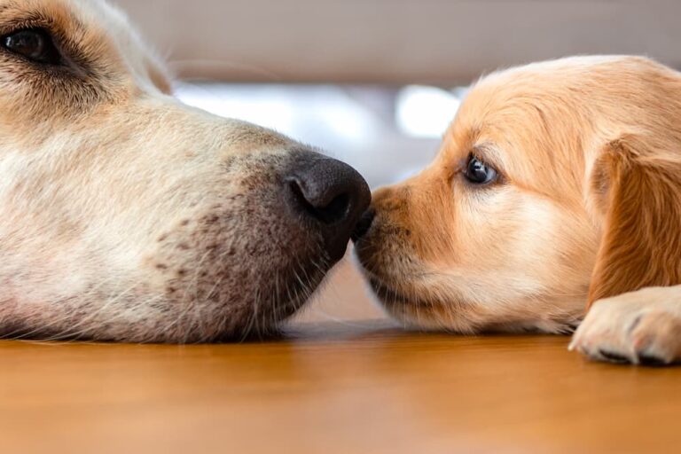 In Brasile una cagnolina ritrova il cucciolo adottato e raggiunge la sua nuova casa. L’incontro commuove, ma la decisione finale lascia un nodo alla gola.