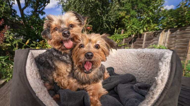 Una chiamata notturna porta al ricongiungimento di due Yorkshire Terrier separate. Da affido temporaneo nasce un legame definitivo che cambia la vita di tutti.