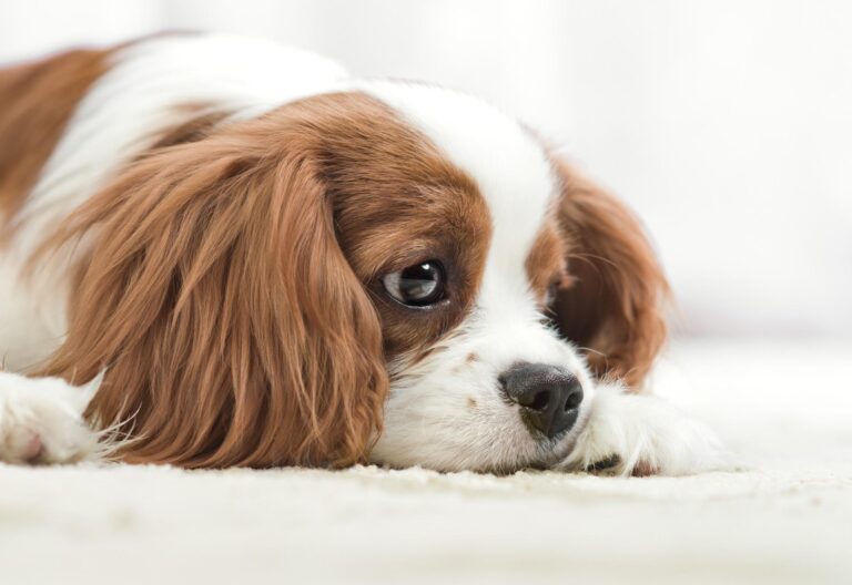 Una madre cagnolina si sdraia sulla piccola fossa del suo cucciolo senza vita, rifiutandosi di separarsi da lui e mostrando un dolore profondo.