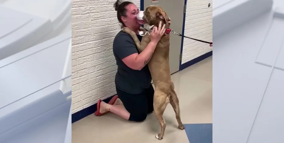 Dopo dodici mesi di ricerche, una donna ritrova il suo cane scomparso. Accanto a lui c’è però un altro randagio diventato la sua nuova famiglia.