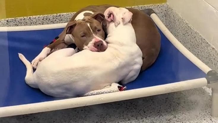 Rocco e Reba, separati e riportati tre volte: nessuno capiva che avevano solo bisogno di restare insieme Due giovani Cane Corso vengono restituiti più volte per comportamento distruttivo. La verità emerge: non sopportano la separazione. Una scelta cambia tutto. Rocco e Reba e il problema della separazione nei rifugi Era la terza restituzione in poche settimane. Sul modulo di rinuncia, la motivazione era sempre la stessa: comportamento distruttivo quando separati. Nel rifugio, la situazione stava diventando insostenibile. Lo staff aveva tentato diverse soluzioni, ma senza risultati duraturi. La responsabile ha spiegato cosa era successo: il maschio tigrato, Rocco, era stato affidato a una famiglia nel New Jersey, mentre la femmina bianca, Reba, era rimasta in struttura. La separazione ha prodotto effetti immediati e gravi. Rocco aveva distrutto il cartongesso di un garage nel tentativo di uscire. Reba, invece, aveva smesso di mangiare per cinque giorni consecutivi. Alla fine, il rifugio è stato costretto a riunirli per salvaguardare la loro salute. Solo allora hanno ripreso a bere e a nutrirsi. Si trattava di due giovani Cane Corso, circa un anno di età, cani di grande taglia con un aspetto imponente. Una caratteristica che spesso condiziona le scelte degli adottanti, rendendo già difficile trovare una famiglia per uno solo. Per una coppia così legata, le possibilità si riducevano drasticamente. L’incontro che cambia il destino di Rocco e Reba Avvicinandosi al loro box, l’aspettativa era quella di trovare due cani agitati, rumorosi, difficili da gestire. La realtà era completamente diversa. Rocco era seduto immobile, con lo sguardo fisso verso l’ingresso, vigile ma composto. Reba era rannicchiata accanto a lui, stretta al suo corpo come in cerca di protezione. La scena non trasmetteva aggressività o disordine, ma un legame profondo. Non apparivano come animali problematici, ma come due esseri che avevano trovato equilibrio solo nella reciproca presenza. In quel momento, la decisione è stata immediata. Alla domanda del marito — “Hai scelto un cane?” — la risposta è stata chiara: “Non ho scelto un cane. Ho scelto una famiglia.” Sono stati firmati i documenti per entrambi. Una scelta che andava contro le difficoltà logistiche e le consuetudini, ma che rispettava la natura del loro legame. Una nuova vita insieme: quando il problema scompare Una volta arrivati nella nuova casa, è stato predisposto uno spazio adeguato per accoglierli entrambi. Contrariamente alle esperienze precedenti, non si sono verificati episodi distruttivi. Nessun comportamento problematico, nessuna difficoltà di adattamento. Il cambiamento è stato immediato. Ciò che era stato interpretato come un problema comportamentale si è rivelato essere una risposta alla separazione. Rocco e Reba non avevano bisogno di addestramento specifico o correzioni. Avevano bisogno di stabilità e della certezza di non essere più divisi. Il loro comportamento, una volta mantenuta l’unità, è risultato equilibrato e gestibile. Il caso evidenzia come, in alcune situazioni, la valutazione del contesto relazionale tra animali possa essere determinante per comprendere e risolvere comportamenti apparentemente problematici.