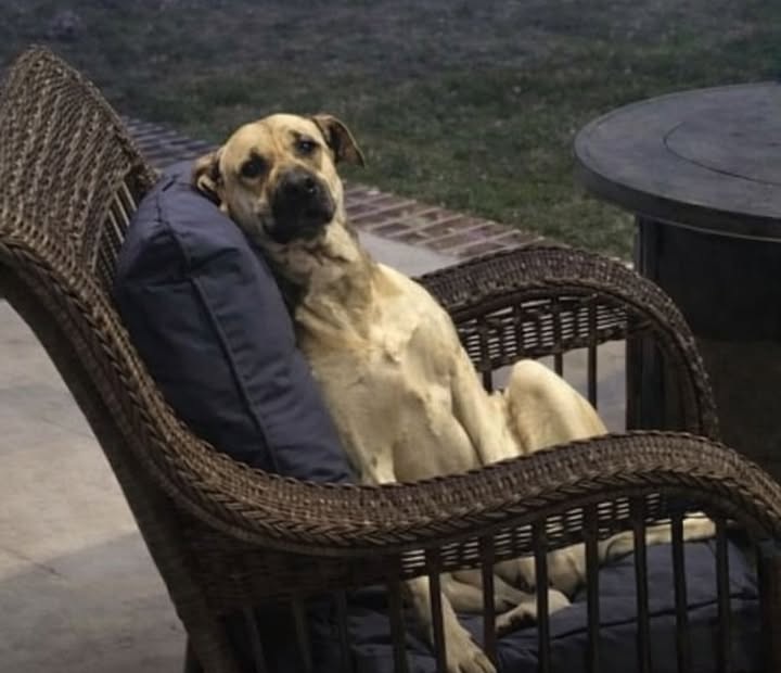 Una donna trova un cane sconosciuto seduto nel proprio giardino; l’animale torna ogni giorno finché la famiglia decide di adottarlo.
