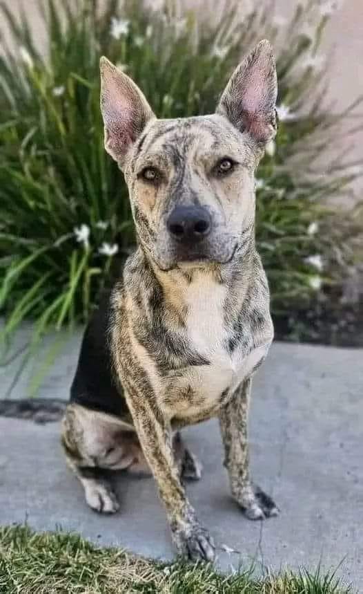 Un cane randagio compare davanti a una casa, viene accudito e poi ritorna. Non può entrare, ma conquista il cuore della famiglia. Ora cerca un nome.