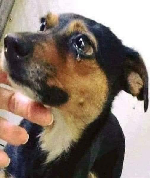 Un cane di 17 anni malato di cuore peggiora improvvisamente: il suo umano sceglie di accompagnarlo fino alla fine per evitargli ulteriori sofferenze.