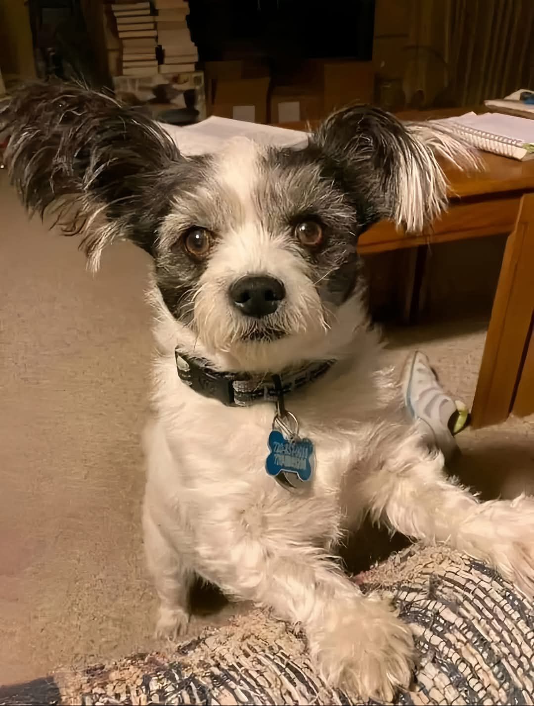 Un uomo trova un piccolo cane smarrito mentre rientra a casa. Dopo aver cercato il proprietario senza successo, decide di adottarlo definitivamente.