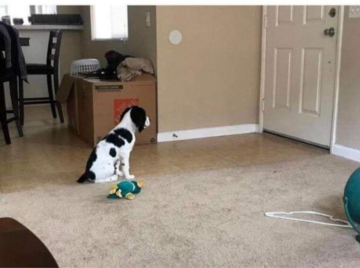 Una ragazza adotta un cagnolino con il fidanzato. Il primo giorno lontano da casa diventa speciale grazie a un messaggio che racconta affetto e legame.