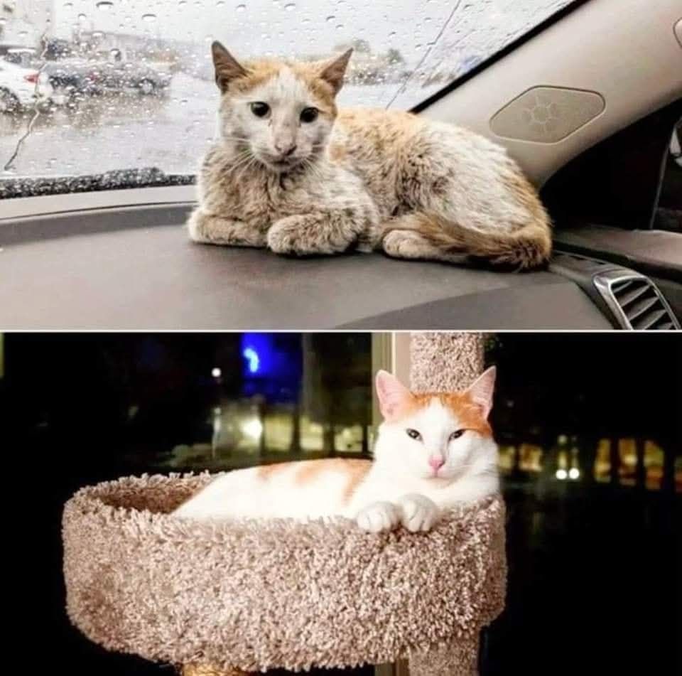 Un cucciolo di sette mesi entra in un negozio, viene accolto da un commerciante e adottato, iniziando una nuova vita lontano dalla strada e dall’abbandono.