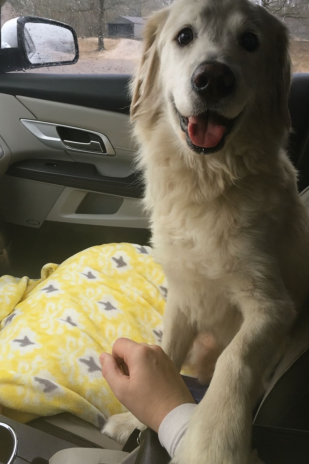 Un cane anziano lasciato in rifugio viene adottato dopo un incontro diretto con un visitatore, segnando l’inizio di una nuova convivenza domestica.