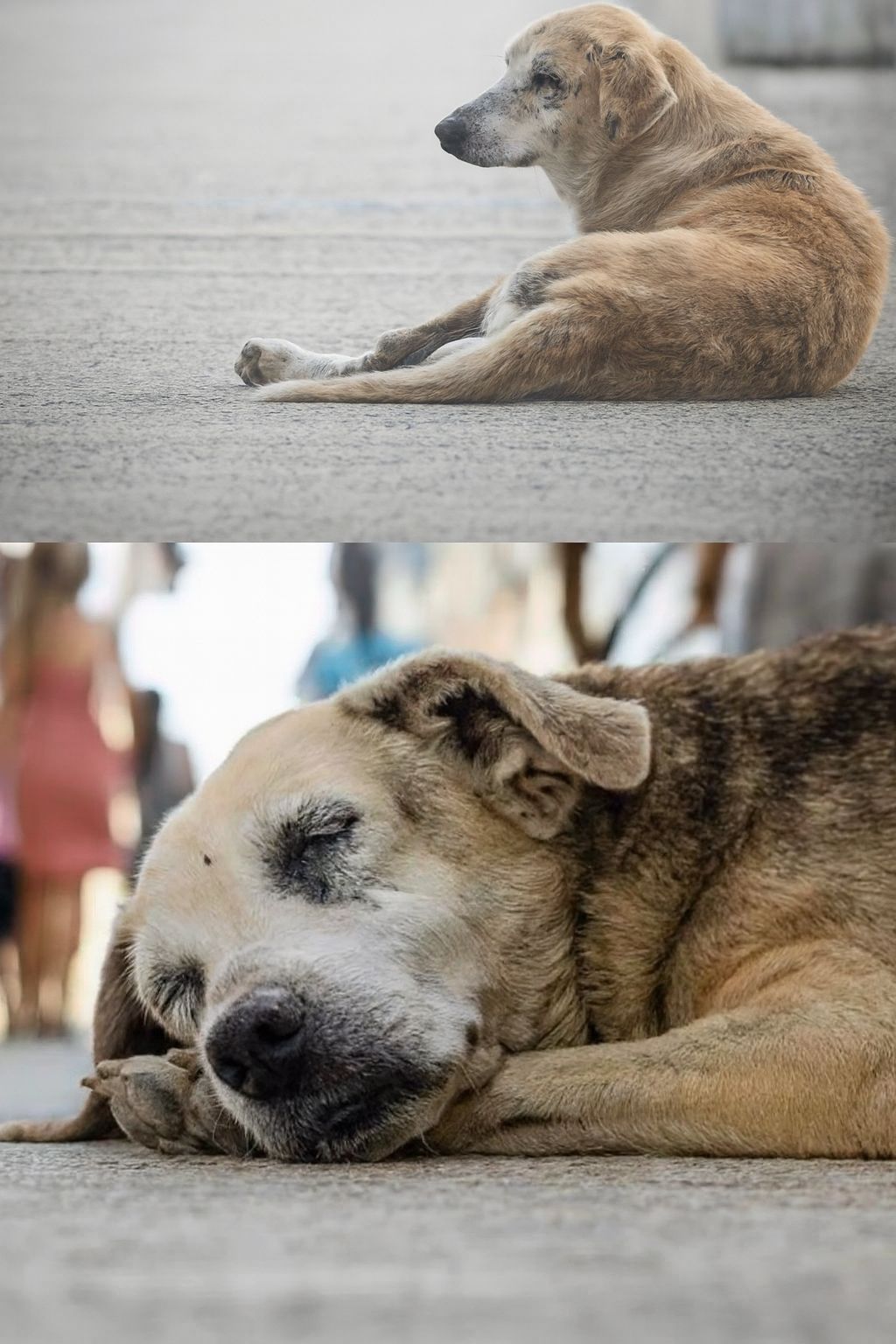 Per anni ha seguito lo stesso itinerario nella speranza di rivederla. La storia di Lino racconta il legame tra un cane anziano e la sua proprietaria scomparsa.