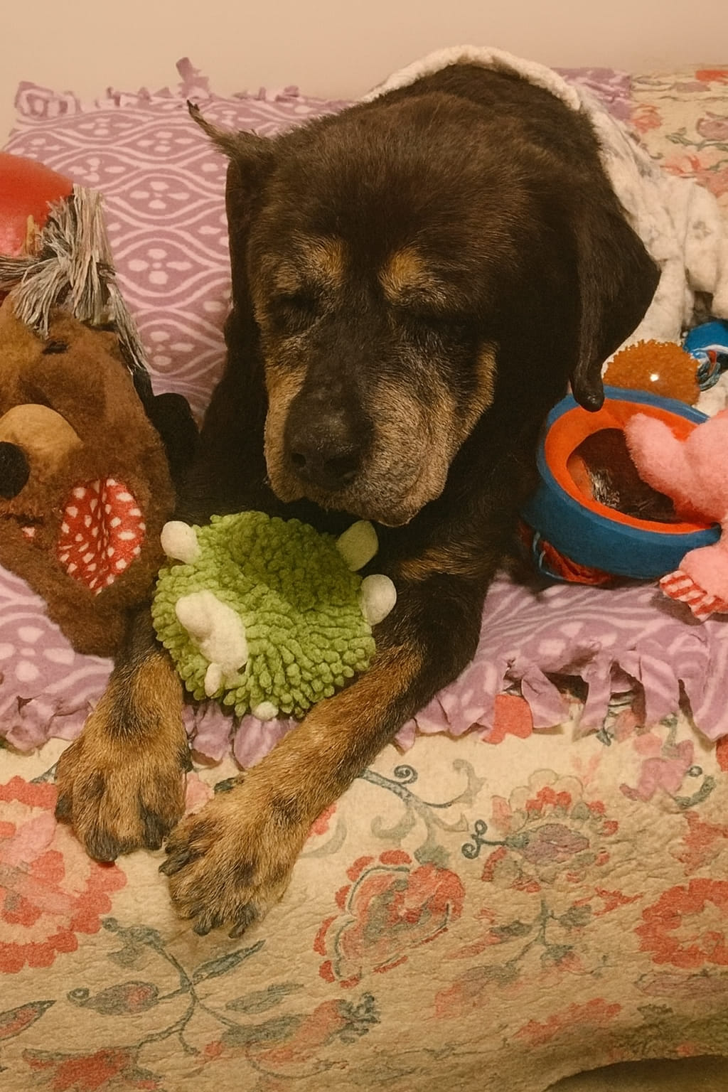 Cane anziano rifiutato dalla sua famiglia dopo il ritrovamento. Accolto in una nuova casa, non perde la fiducia e dimostra ancora affetto e lealtà.