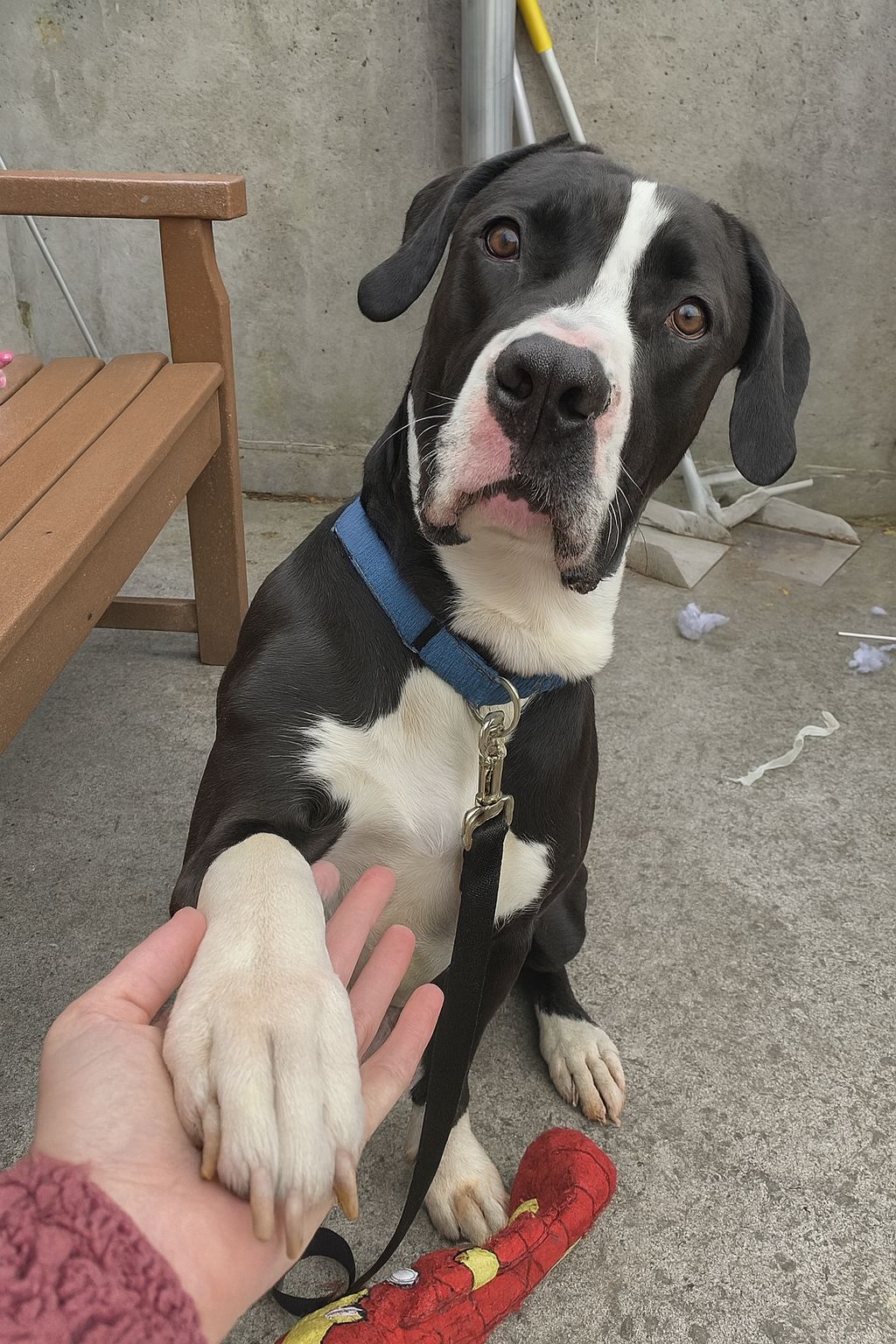 Bella Swan lasciata dalla famiglia per un trasloco finisce in rifugio. Dopo giorni di tristezza, un’adozione cambia la sua vita e riaccende fiducia.