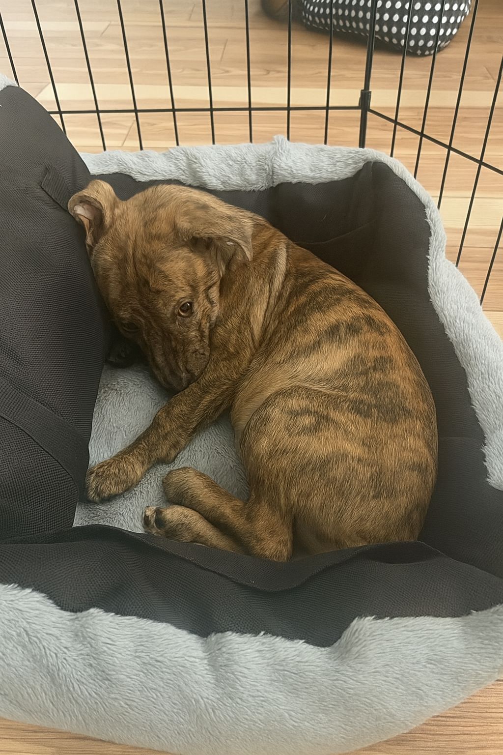 Una cagnolina tigrata, timida e impaurita, viene adottata dopo essere stata ignorata. Inizia un percorso di fiducia e adattamento in una nuova casa.