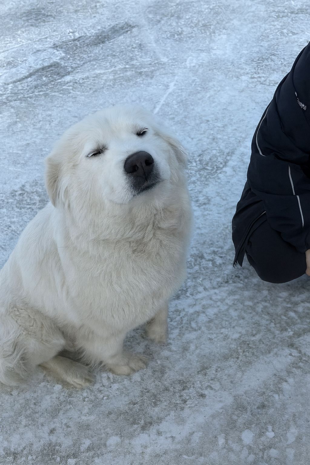 Ogni giorno una cagnolina ferita attendeva aiuto in una stazione di servizio. Nonostante il dolore, accoglieva tutti finché i soccorritori non l’hanno salvata.