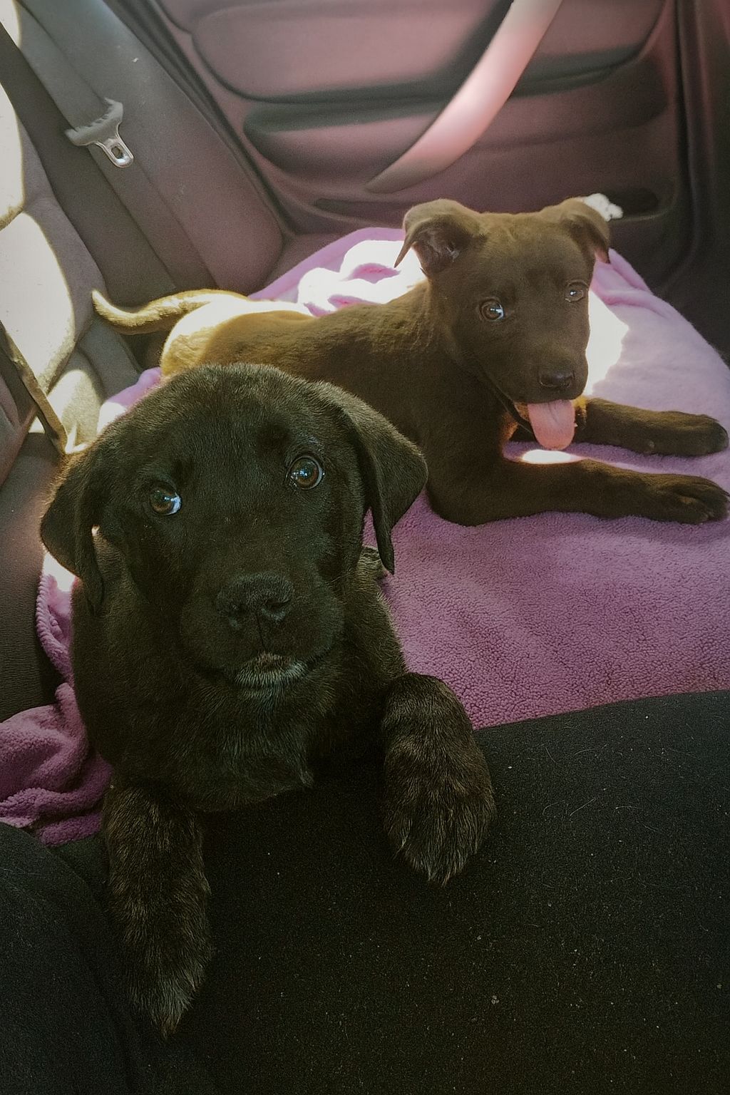 Una coppia adotta un cucciolo ma decide di non separarlo dal fratellino rimasto solo. Tornano a casa insieme, iniziando una nuova vita in quattro.