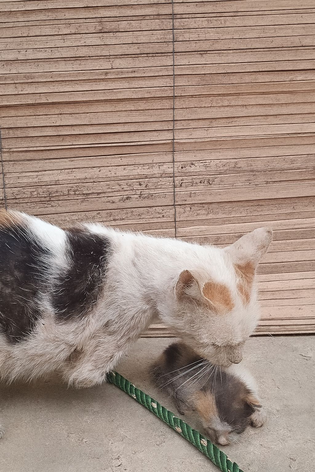 Una gatta ferita veglia il cucciolo immobile sul ciglio della strada; un intervento tempestivo permette a entrambi di sopravvivere e iniziare una nuova vita insieme.