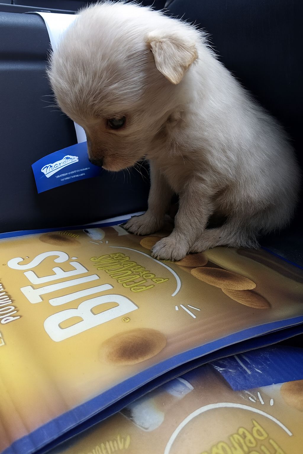 Una cucciola abbandonata in un sacco e lasciata tra i rifiuti viene soccorsa e affidata alle cure di chi le offre protezione e una nuova possibilità.