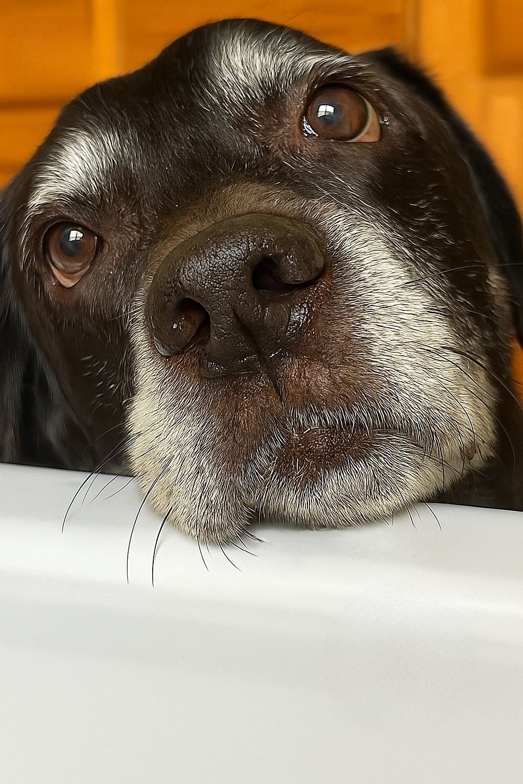 Un cane di tredici anni affetto da tumore viene accompagnato nel suo ultimo momento dalla famiglia. Il figlio della coppia offre una riflessione che colpisce il veterinario.