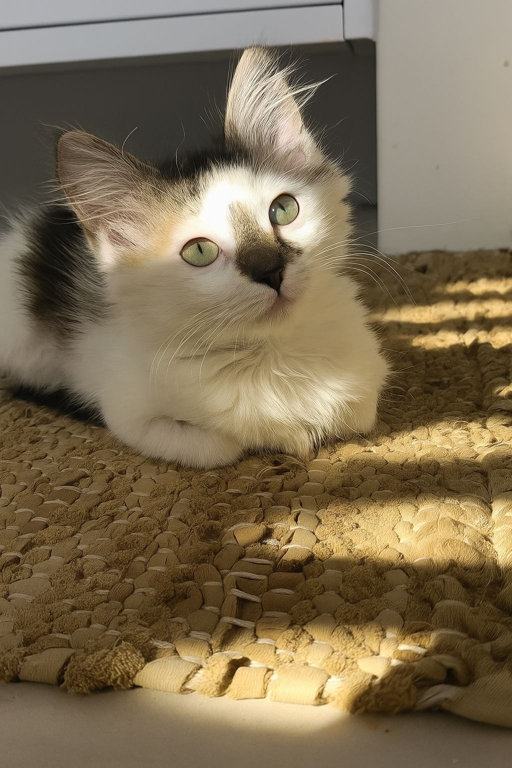 A distanza di circa un mese, l’animale ha completato una fase iniziale di adattamento. Ha iniziato a esplorare gli spazi domestici, mostrando comportamenti attivi e curiosi. Attualmente vive in modo stabile all’interno dell’abitazione, dove ha accesso a cure, alimentazione regolare e interazione quotidiana. L’episodio rappresenta un caso di recupero riuscito a seguito di un intervento tempestivo.