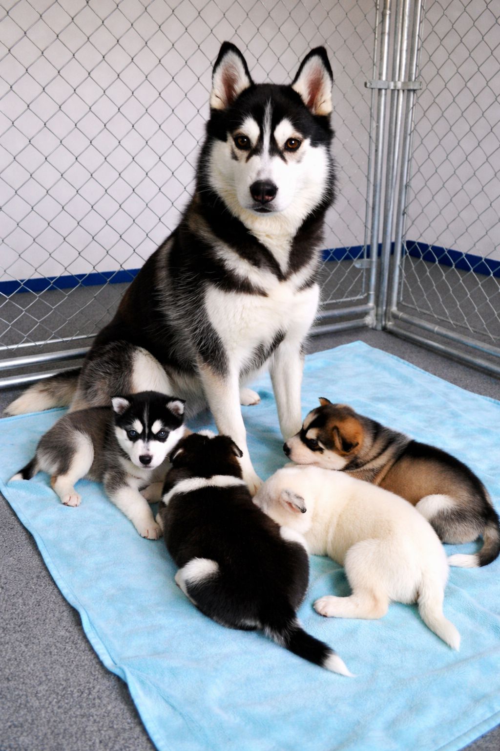 Una cagnolina arriva in rifugio provata e partorisce nel recinto. Si prende cura dei cuccioli senza sosta, mentre attende una possibilità.