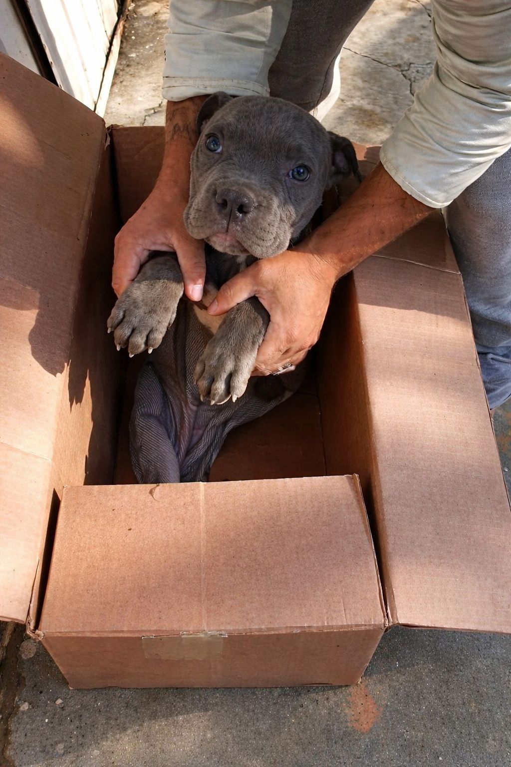 Un cane viene trovato davanti a un rifugio in una scatola con un biglietto. Dietro il gesto, la scelta difficile e consapevole di un bambino.
