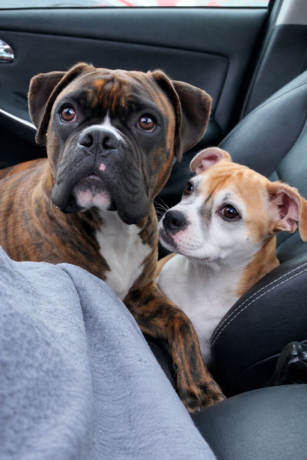 Un uomo entra in canile deciso ad adottare Rocco, ma scopre il forte legame con un cucciolo fragile e prende una decisione inaspettata.