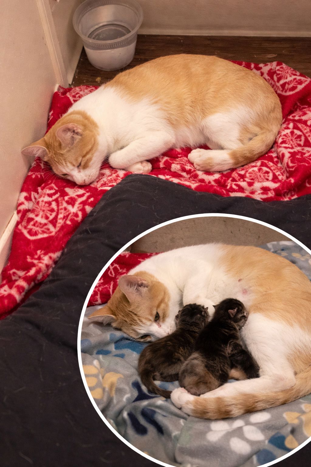 Una micina randagia viene accolta per una notte in casa, ma durante la notte partorisce tre piccoli trasformando un gesto di aiuto in un evento inatteso.