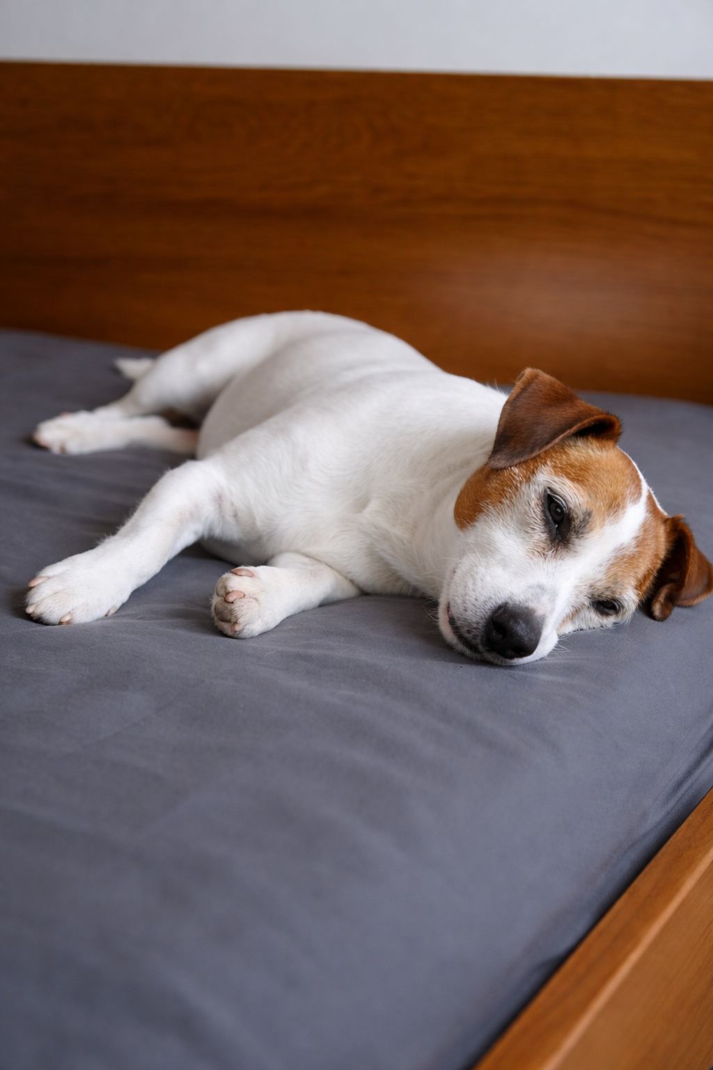 Toby, 15 anni, adottato come affido hospice, sembrava vicino alla fine. In casa ritrova energie e vitalità, sorprendendo chi voleva solo offrirgli serenità.
