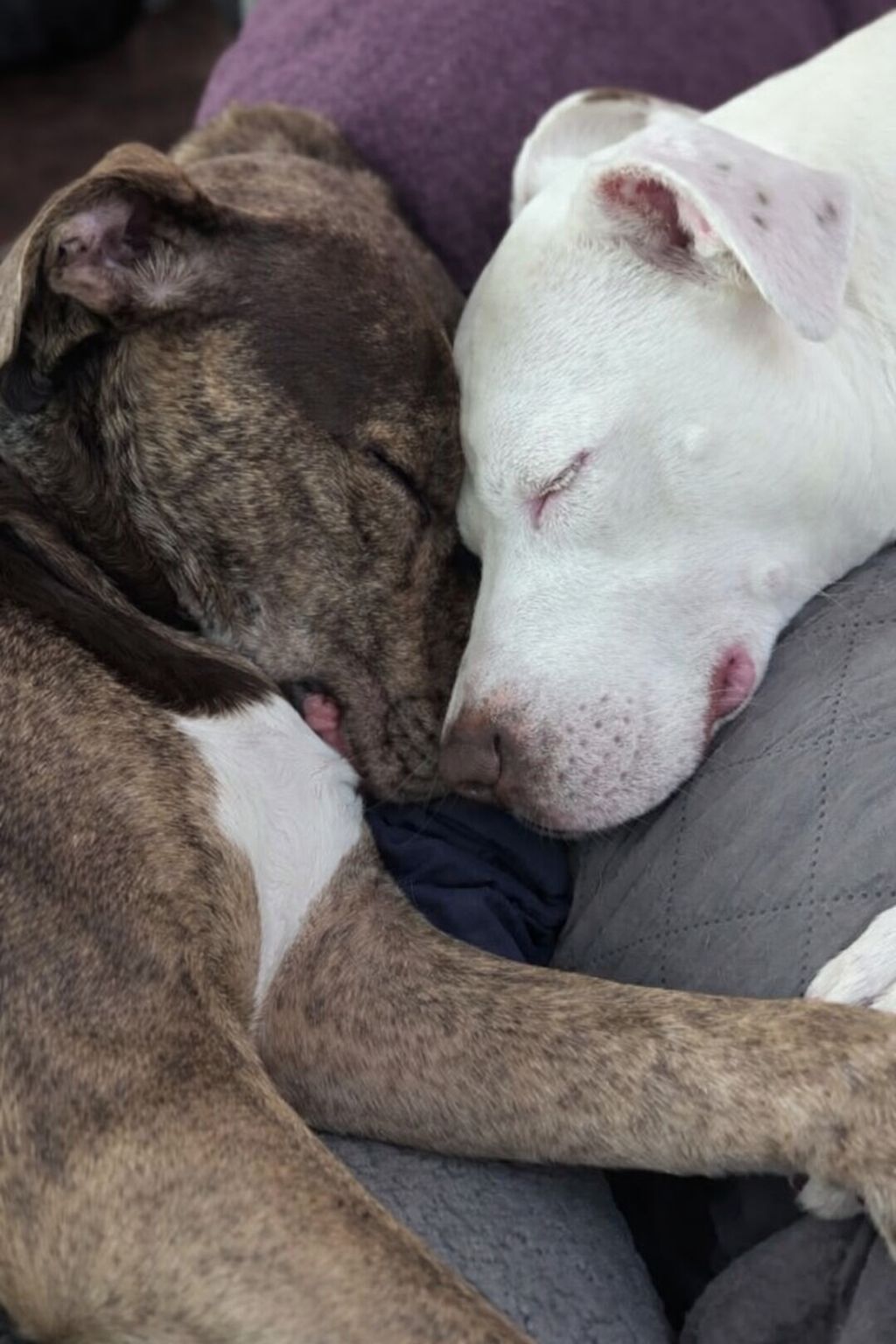 Leo, segnato da un trauma profondo, non dormiva più. L’arrivo di Max cambia tutto: un gesto semplice restituisce fiducia e serenità dopo anni di paura.