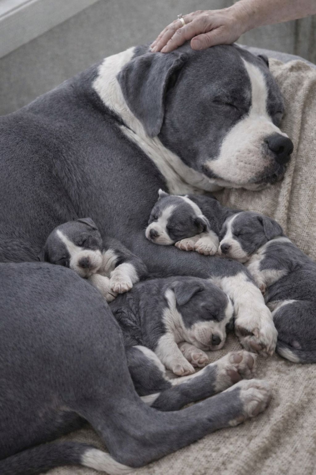 In canile due pitbull inseparabili rischiano di essere divisi. Una coppia decide di adottarli insieme, cambiando il destino di entrambi.