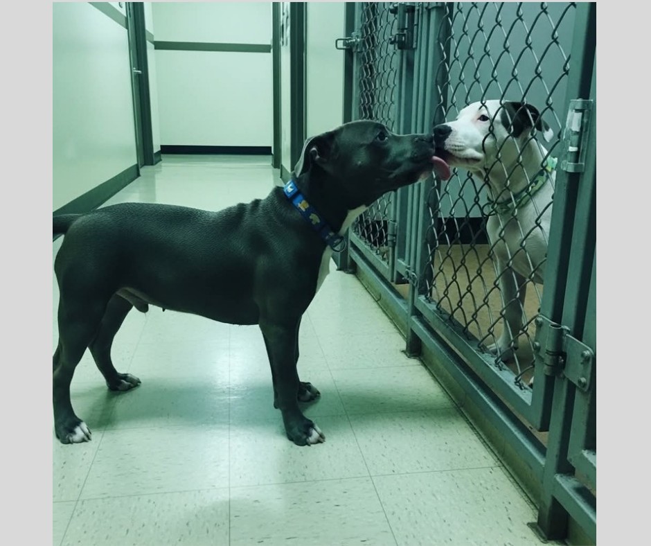 Un cucciolo si blocca all’uscita del canile e rifiuta di andare via senza la sorella. La decisione presa sul momento cambia il loro destino.