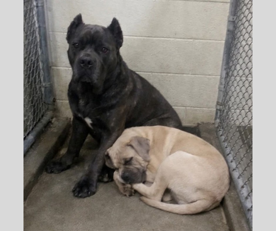 Due giovani pit mix vengono restituiti perché cresciuti. Destinati alla separazione, vengono salvati da una scelta improvvisa che cambia il loro destino.