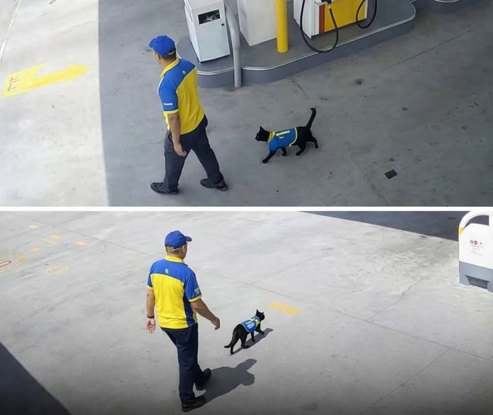 Una gattina randagia si presenta ogni giorno in un distributore di benzina; il personale decide di accoglierla e integrarla nella routine lavorativa.