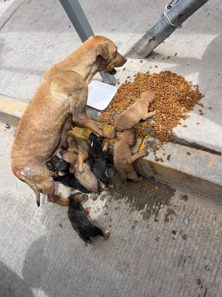 Una gatta randagia viene osservata mentre rinuncia al cibo per nutrire i suoi piccoli, in una scena che evidenzia condizioni di difficoltà e cura materna.