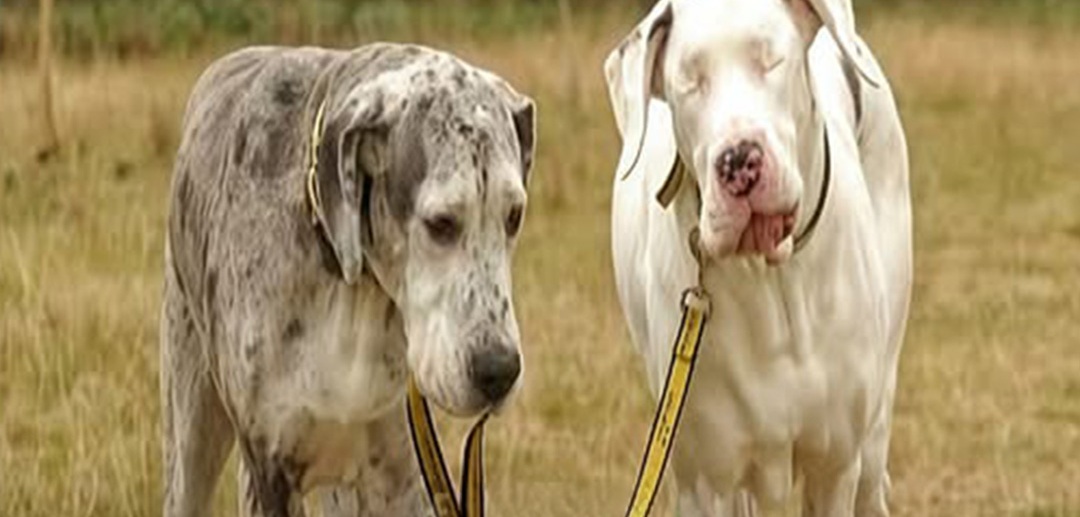 Lily, una femmina di Alano diventata cieca, si muove grazie al supporto costante di Madison, cane che la accompagna in ogni spostamento.