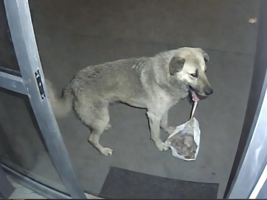 Un cane randagio si presenta di notte davanti a una clinica veterinaria con un cucciolo agonizzante. Le telecamere riprendono una scena straordinaria che commuove tutti.