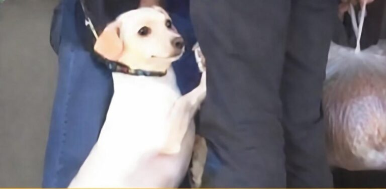 Un uomo abbandona il cane Toto in un rifugio a Los Angeles. Il gesto disperato dell’animale commuove tutti e porta a un’adozione immediata.